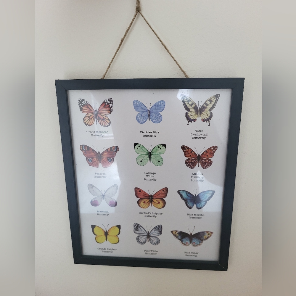 Butterfly photo